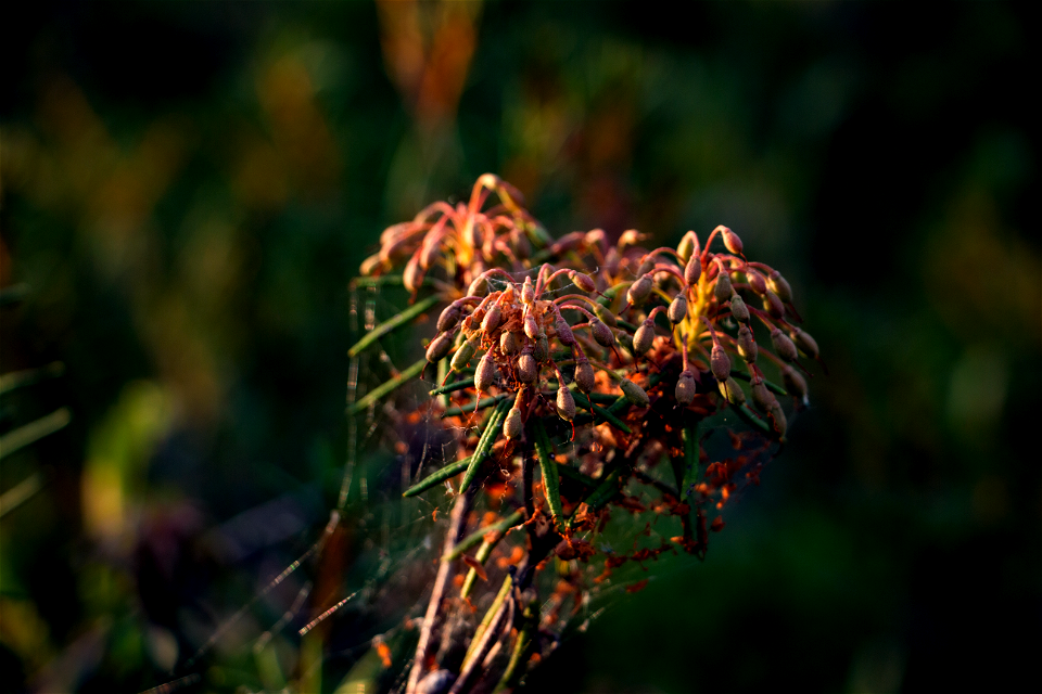 Green of swamps / Зелень болот