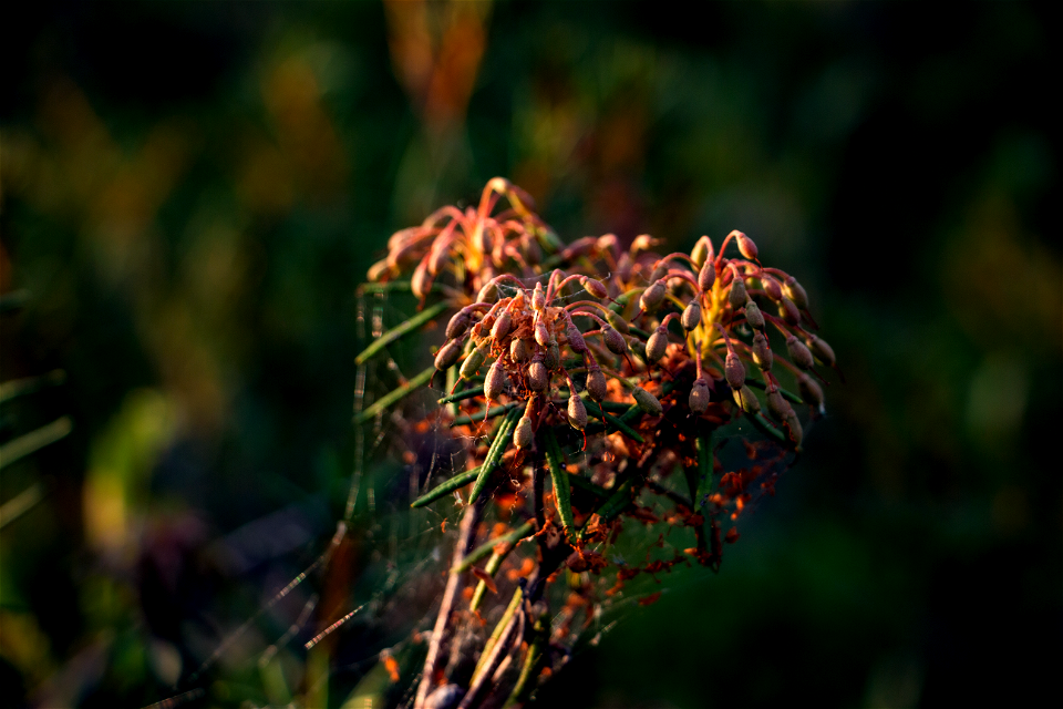 Green of swamps / Зелень болот photo