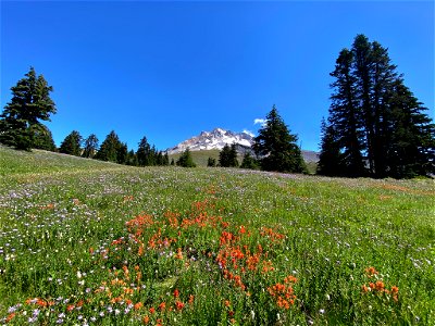 Paradise Park at Mt. Hood in OR photo