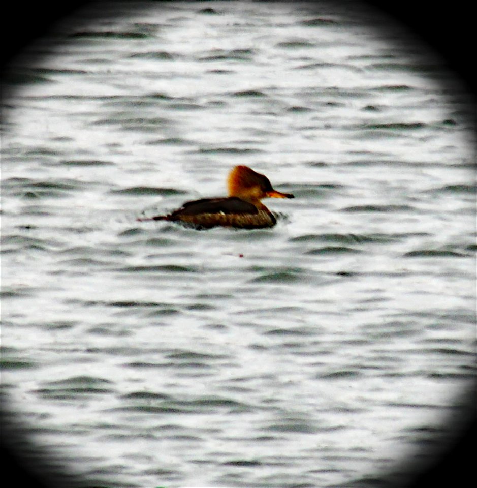 Female Merganser
