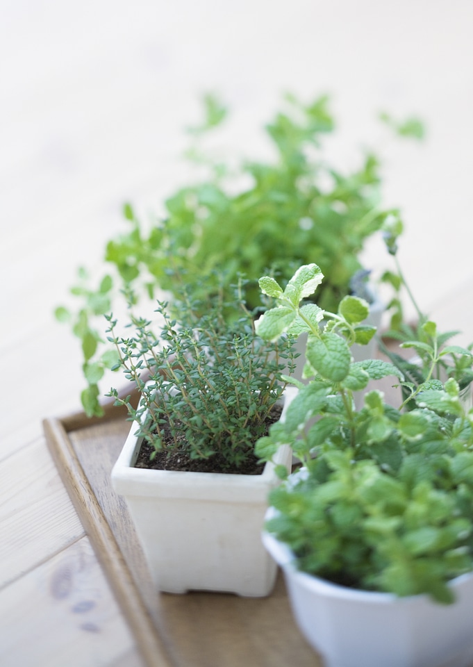 fresh herbs in white pots