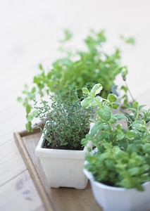 fresh herbs in white pots photo