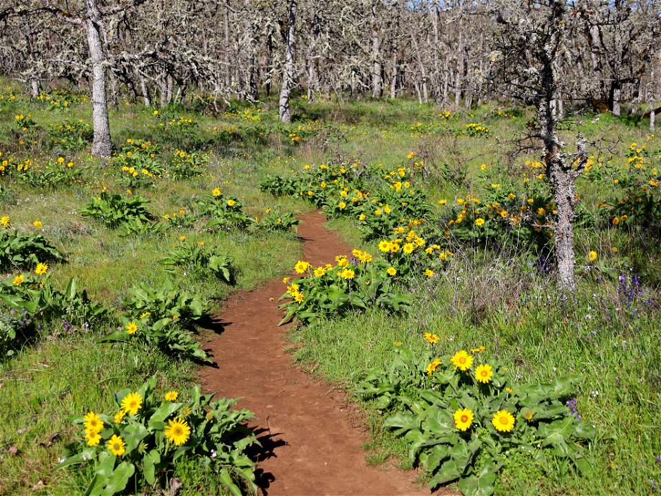 Memaloose Hills in OR
