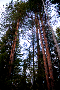 Дихотомический лес / Forest of dichotomy