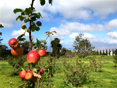 Kula Apple Orchard