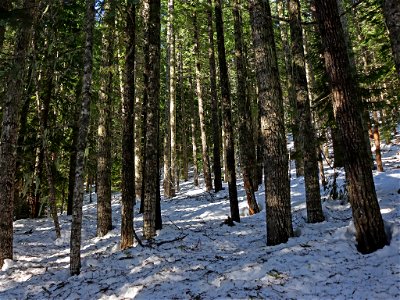 Mt. Hood National Forest in OR