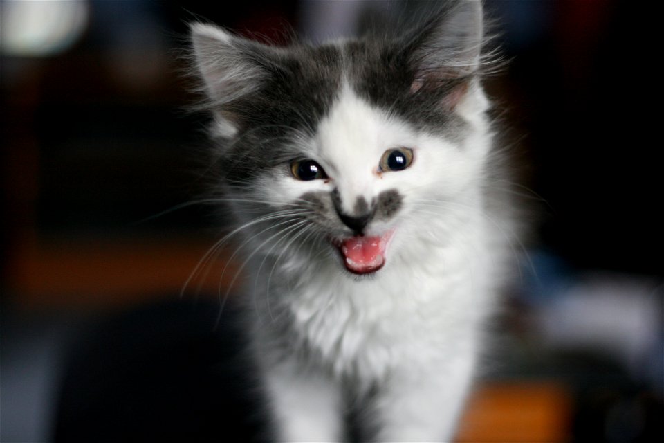 I'm A Tiger...Raaaaaaah