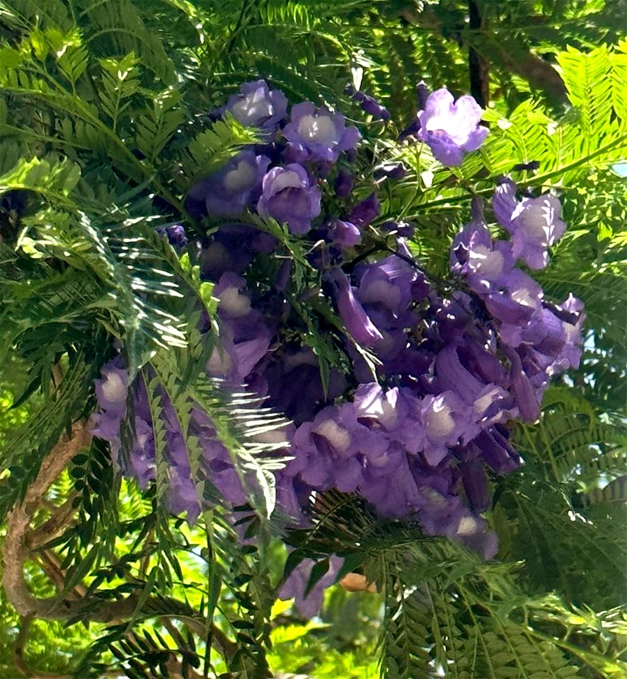 Jacaranda flowers