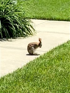 Neighborhood Bunny photo