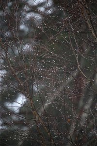 Waterdrops on naked branches photo