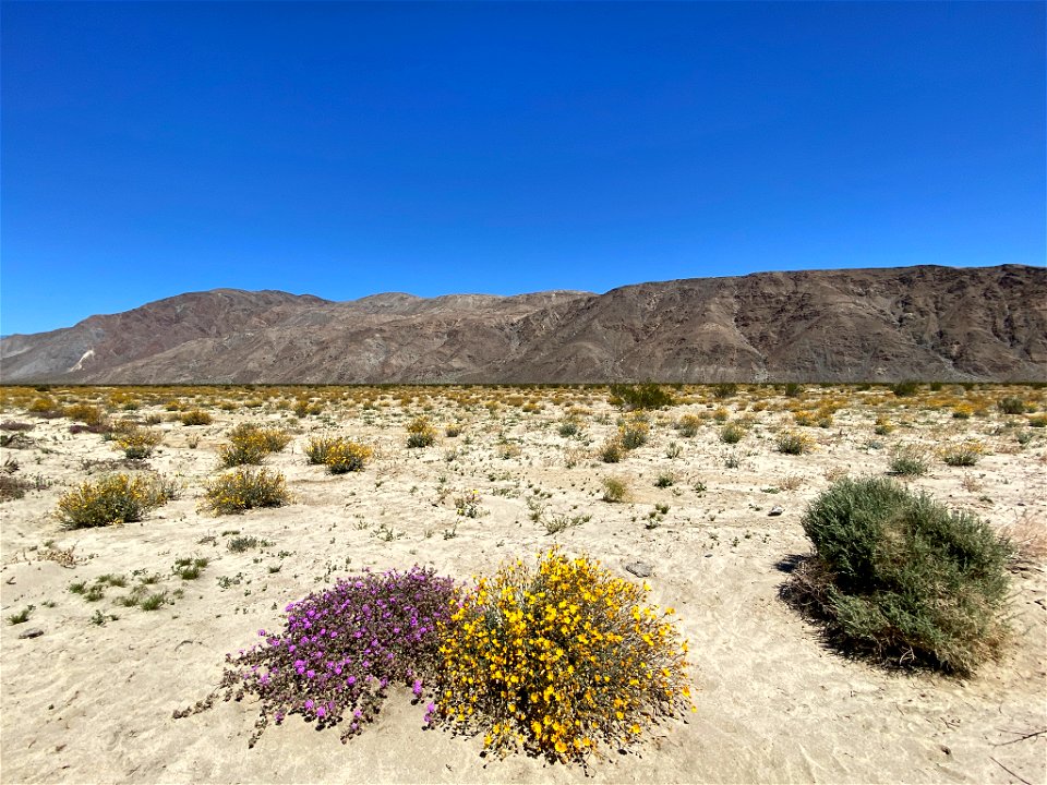 Anza Borrego in CA
