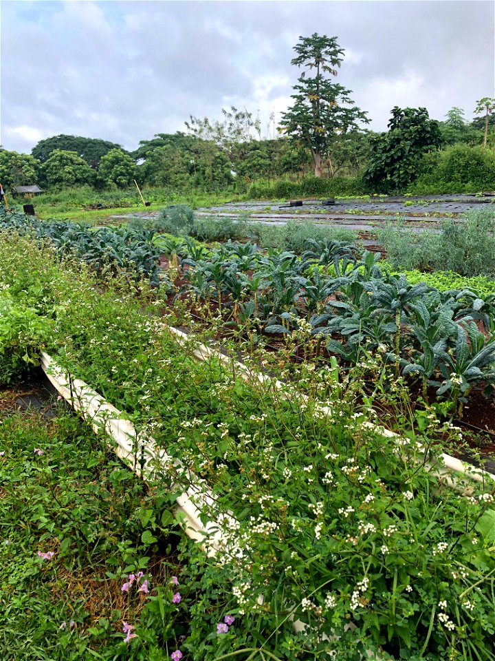 Crops at Mohala Farm