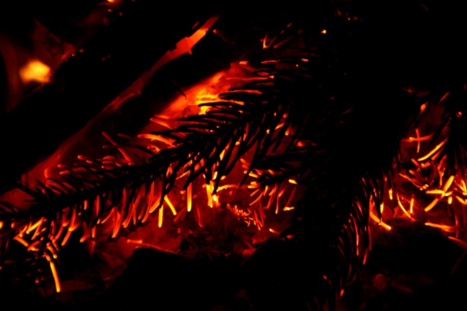 Project 365 #346: 121209 Gold Leaf