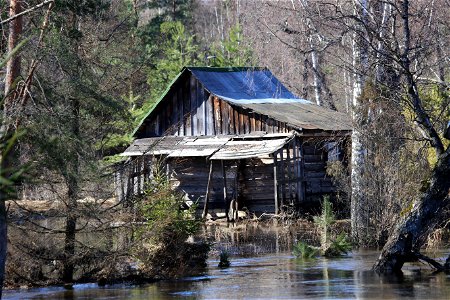 Cabin in woods