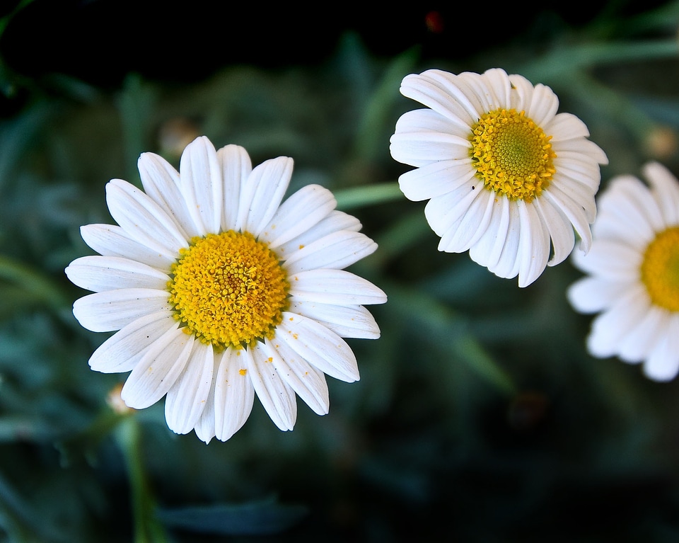 Nature blossom bloom