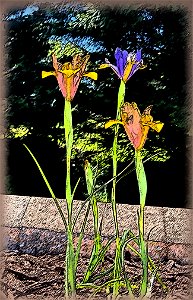 Irises with digital manipulation photo