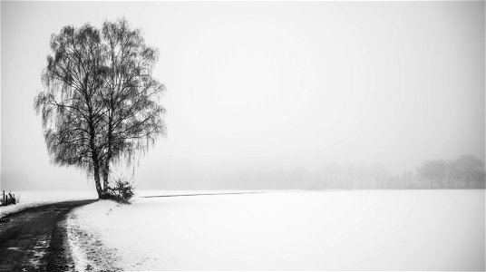 Foggy snow landscape photo