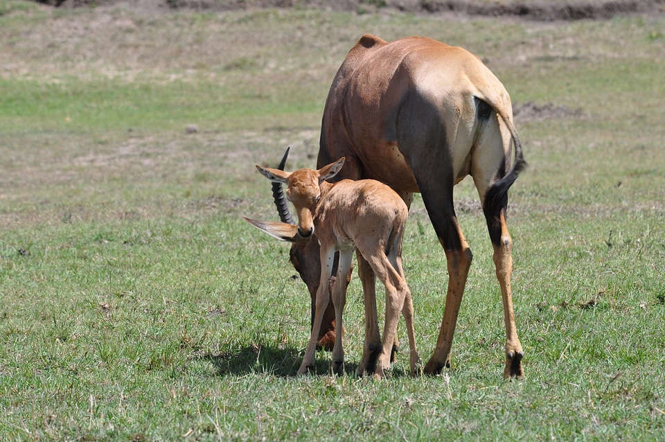 pretty little calf standing in green pasture