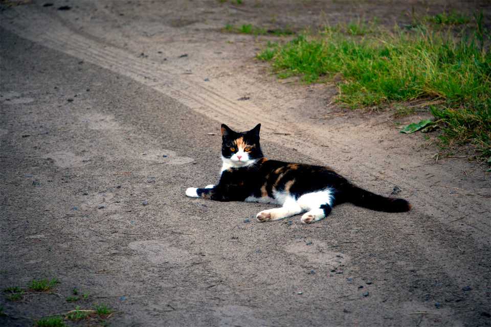 Кот / Cat photo