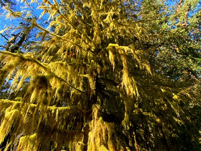 Hoh Rain Forest at Olympic NP in WA photo