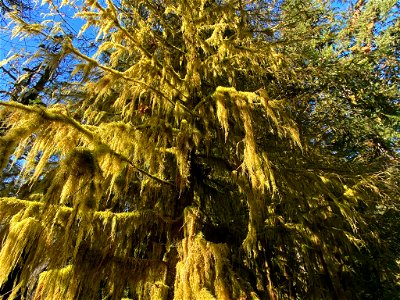 Hoh Rain Forest at Olympic NP in WA