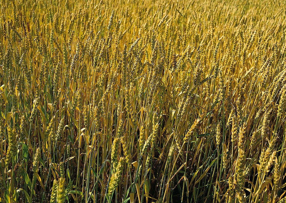 Detail of ripe Barley Spikes