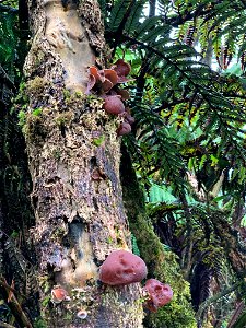 Mushrooms Growing in Nature at Mt. Ka'ala photo