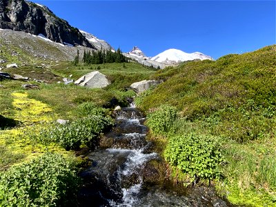 Summerland at Mt. Rainier NP in WA