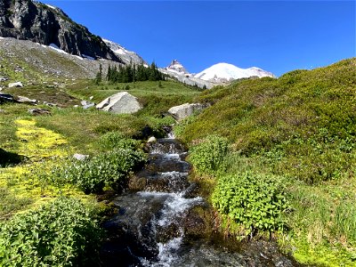 Summerland at Mt. Rainier NP in WA photo