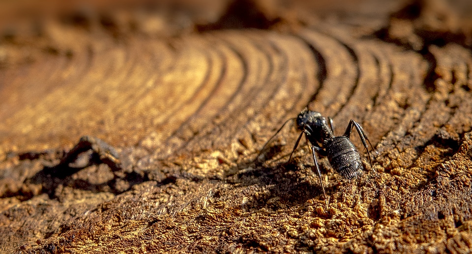 ant on the ground