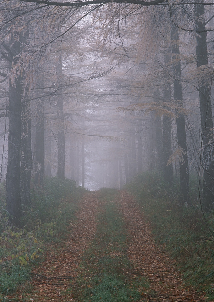 Misty and foggy road in autumn beech landscape