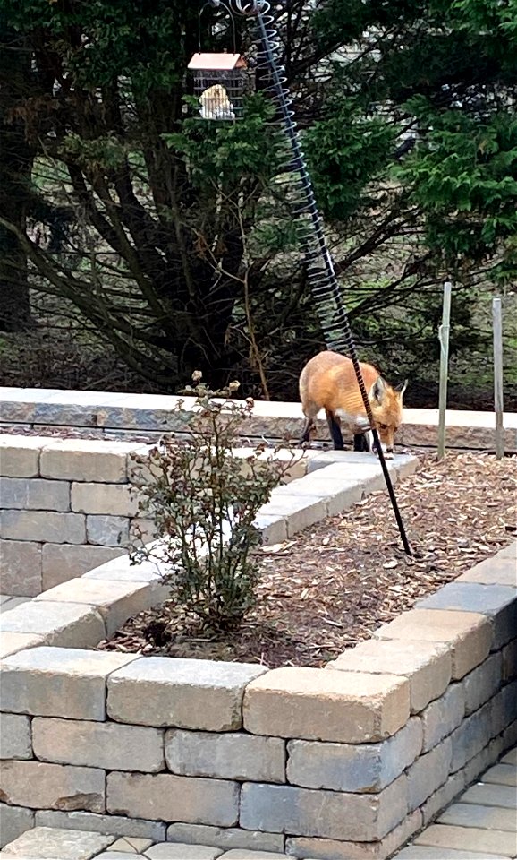 Fox Feeder photo