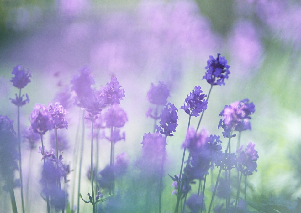 Lavender bushes closeup on sunset.