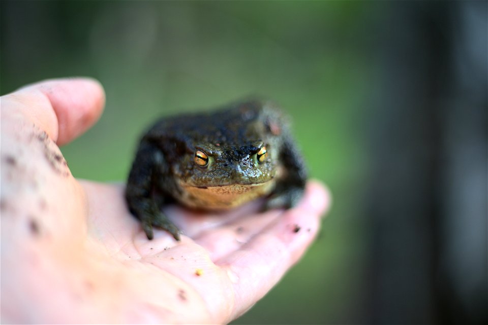 Little fellow