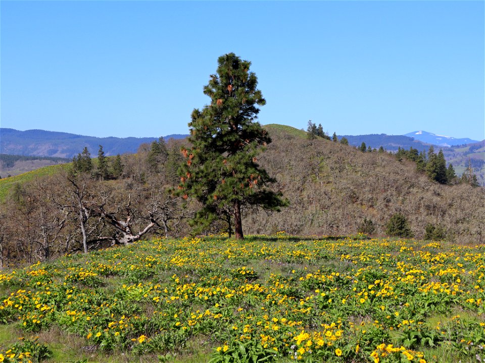 Memaloose Hills in OR