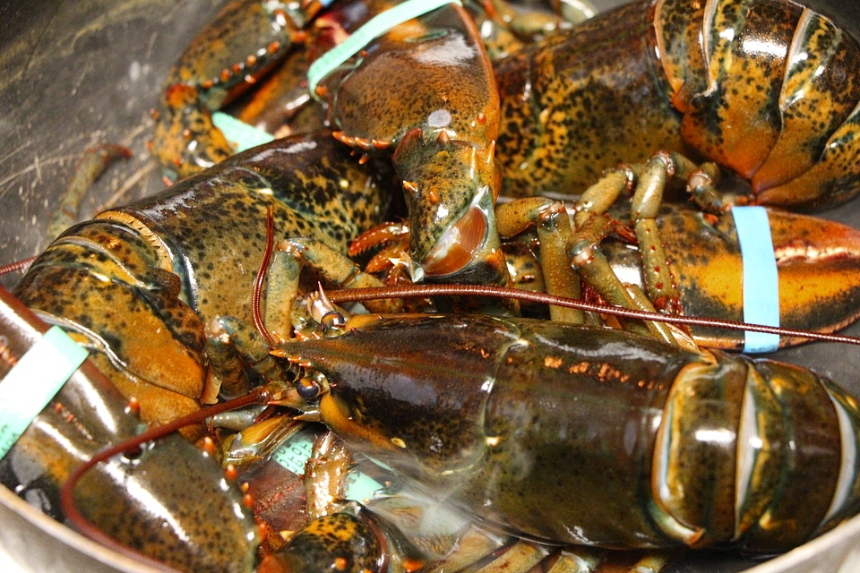 Freshly cooked lobsters
