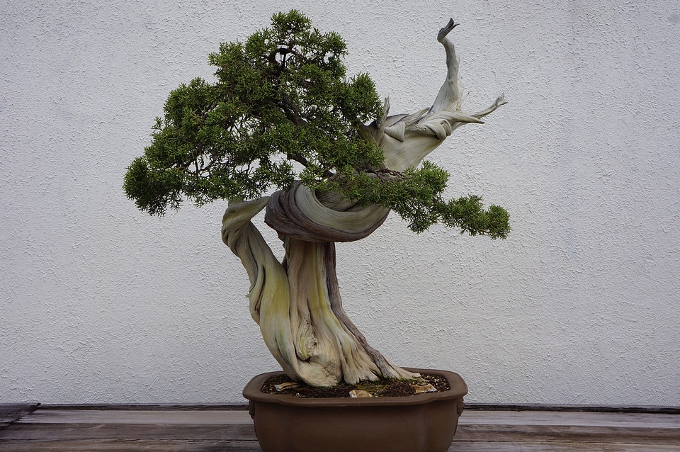 Pot Planting