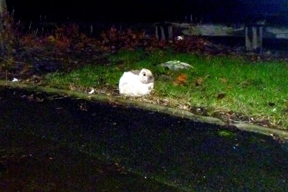 Project 365 #14: 140113 Chasing The White Rabbit