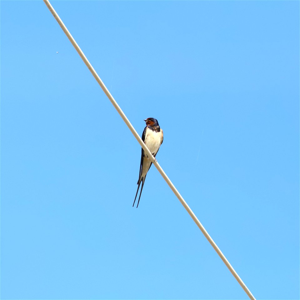 Swallow