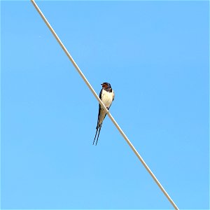 Swallow photo