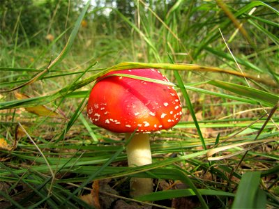 Amanita