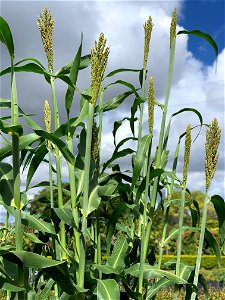 Sorghum photo