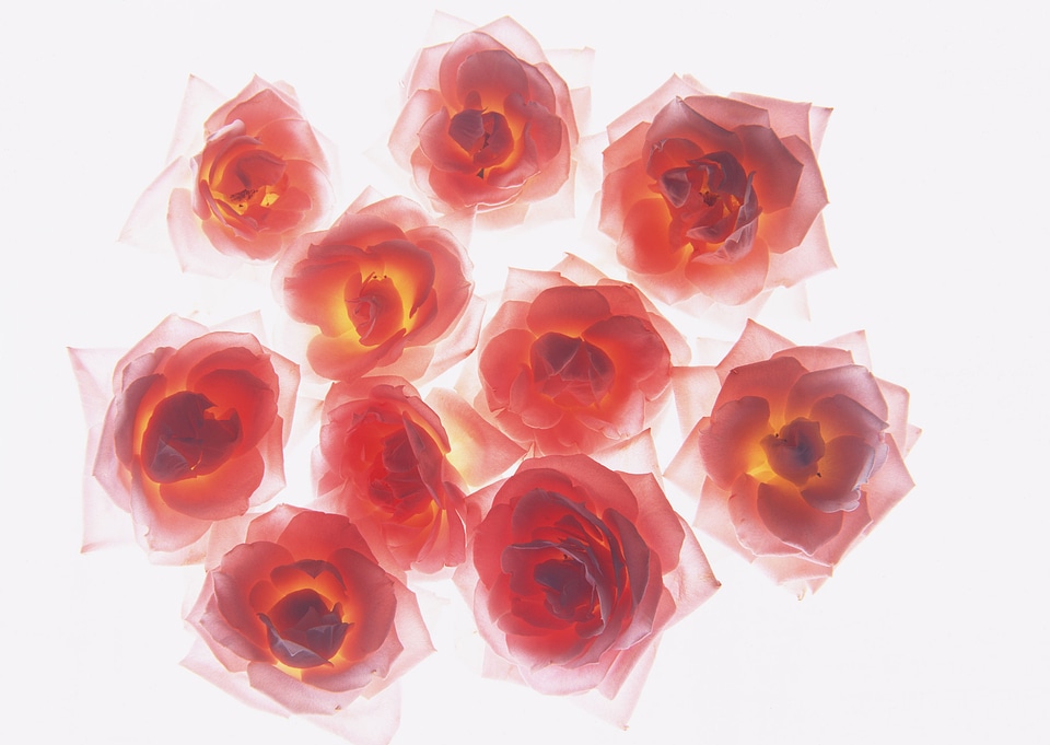 Red roses as a background