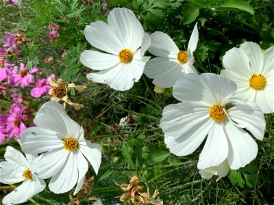 Cosmos and Insects photo