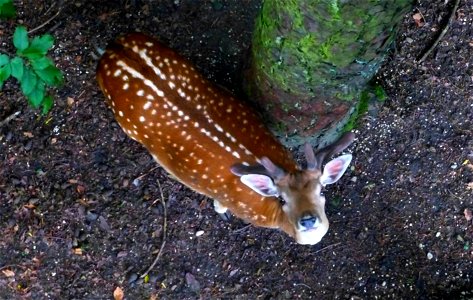 Deer Below photo