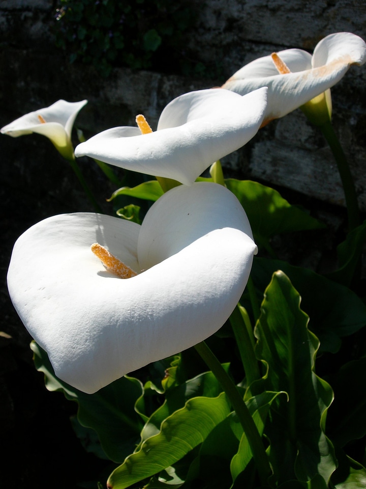 Calla lily - Zantedeschia aethiopica