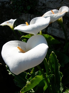 Calla lily - Zantedeschia aethiopica photo