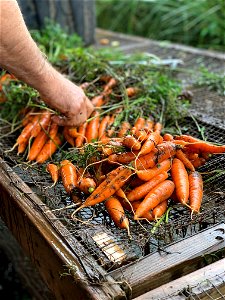 Carrot Harvest photo