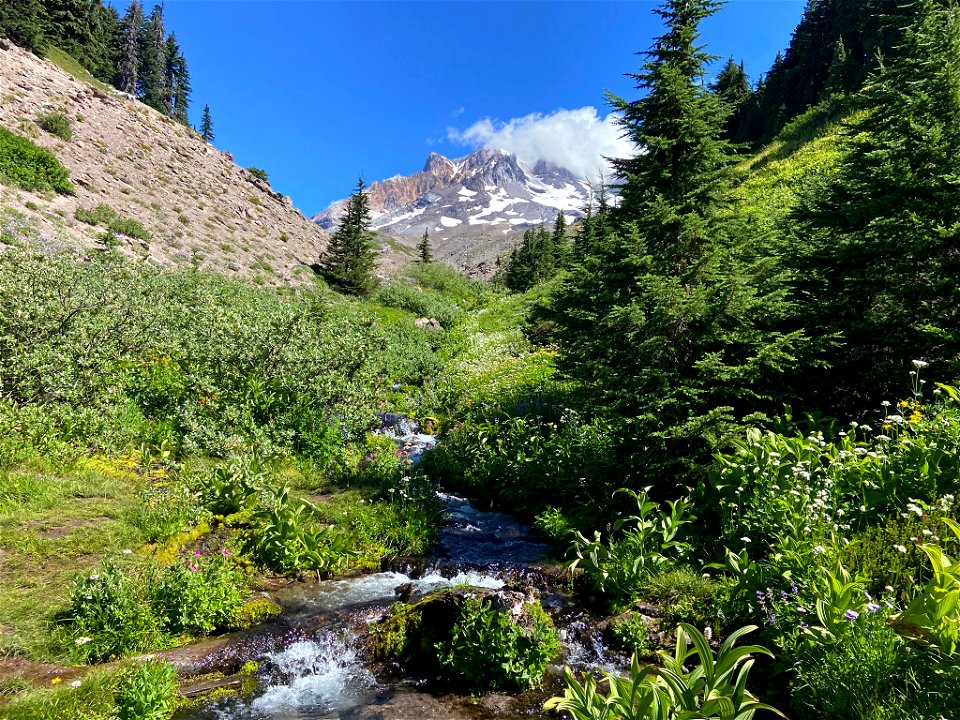 Paradise Park at Mt. Hood in OR