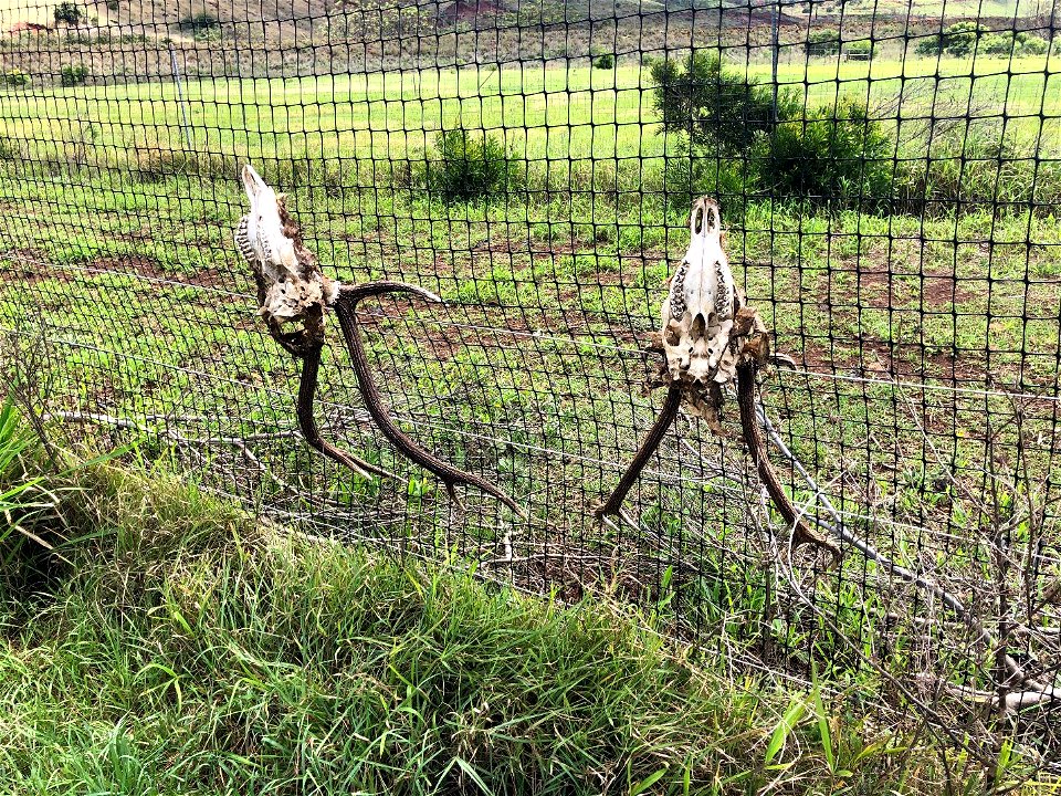 Lanai Invasive Axis Deer Fence photo